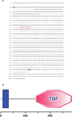 A novel Fas ligand plays an important role in cell apoptosis of Crassostrea hongkongensis: molecular cloning, expression profiles and functional identification of ChFasL